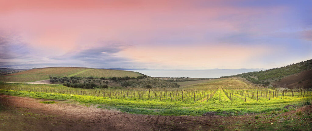 Tenuta Asinara - vigneti in Romangia