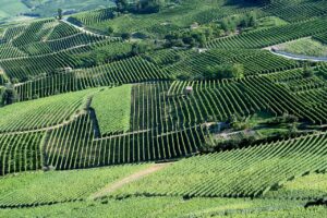 Vigneti collinari delle Langhe in Piemonte, zona di produzione di Barolo e Barbaresco