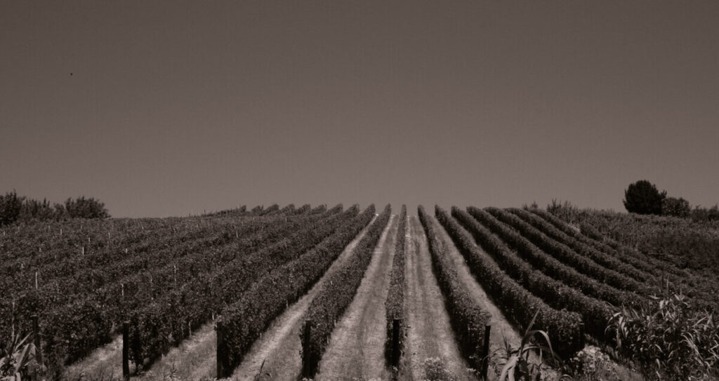 Cantina Careglio - vigneti del Roero